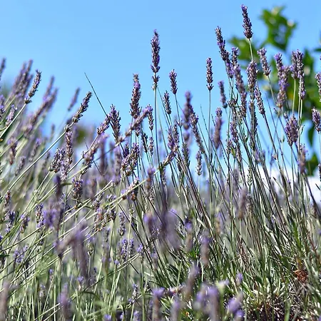 By The Sea Stupin Celine, - 2096 Апартаменты Рогозница